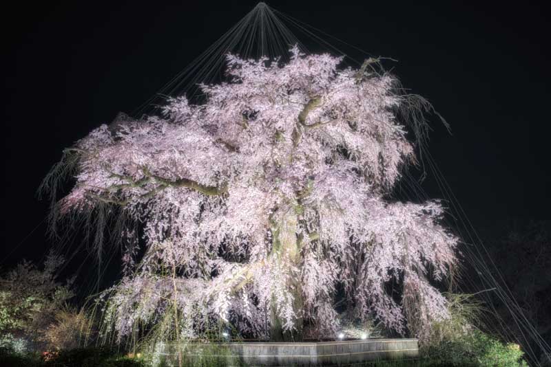 関西から行く！奇跡の絶景桜 関西ウォーカー特別編集 ウォーカームック