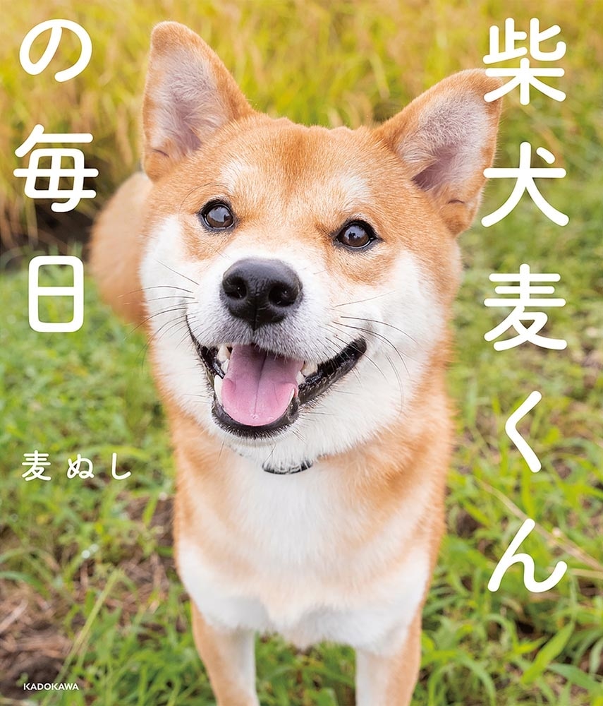 柴犬麦くんの毎日