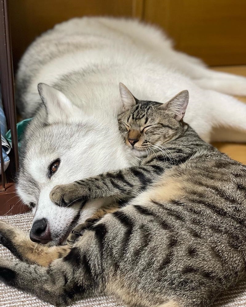 まるで親子のような犬と猫 今日も仲良し！　ユキちゃん レンちゃん サンちゃん