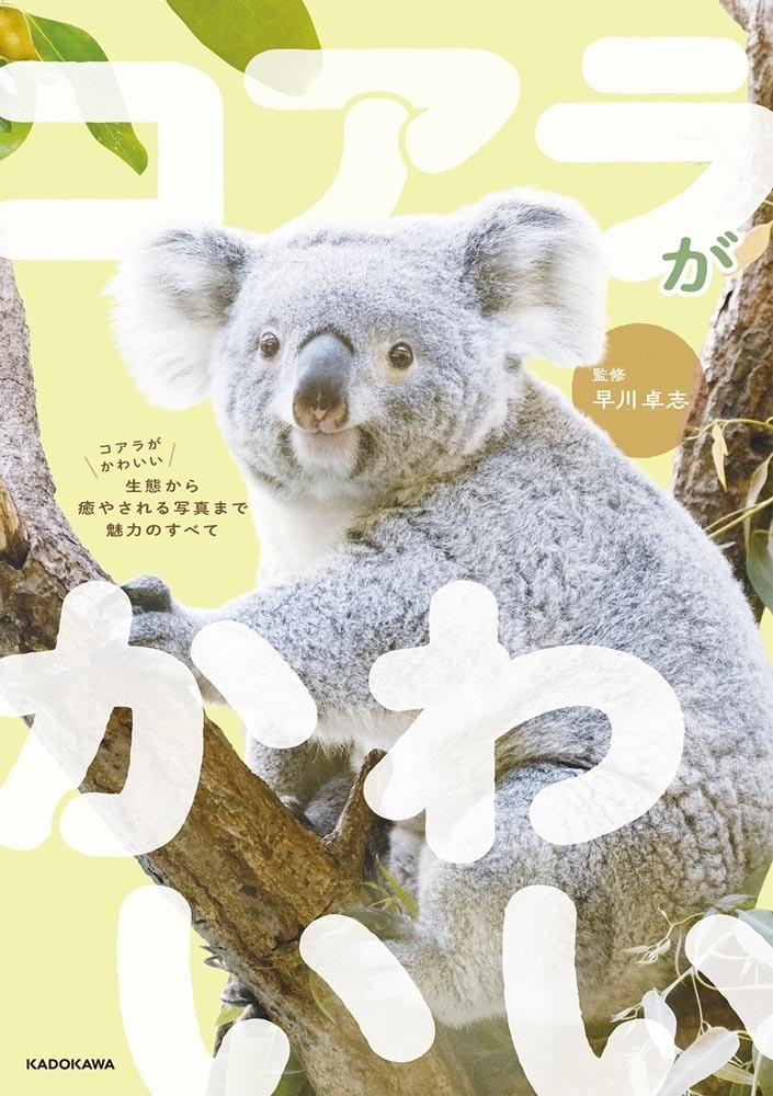コアラがかわいい 生態から癒やされる写真まで魅力のすべて