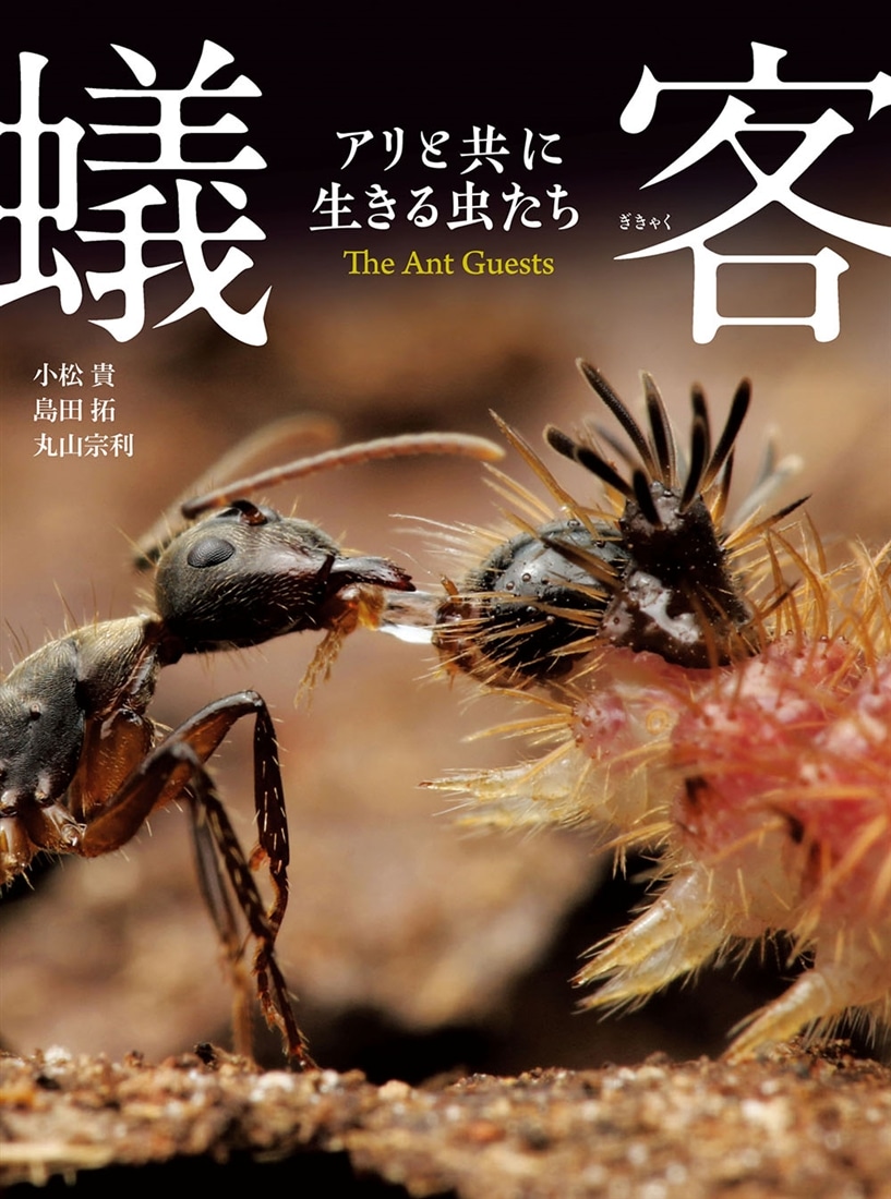 蟻客 アリと共に生きる虫たち