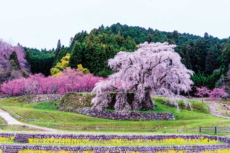 関西から行く！奇跡の絶景桜 関西ウォーカー特別編集 ウォーカームック