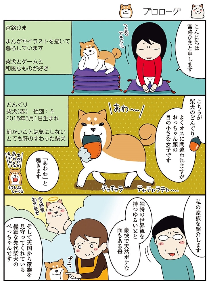 ドヤ顔柴犬どんぐり２