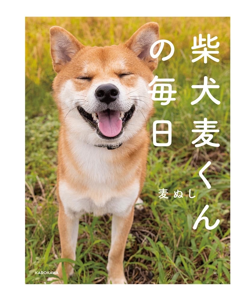 柴犬麦くんの毎日