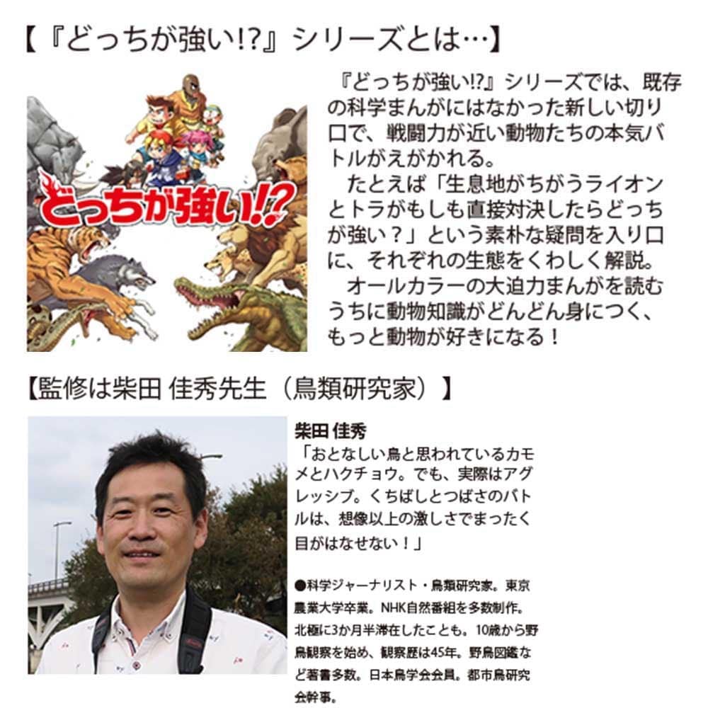 どっちが強い!? コブハクチョウvsオオカモメ 水鳥のパワフル空中対決