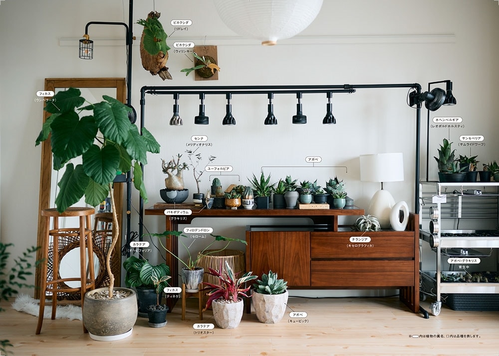 観葉植物男子 会社員が200株と暮らしてわかった、枯らさないコツ