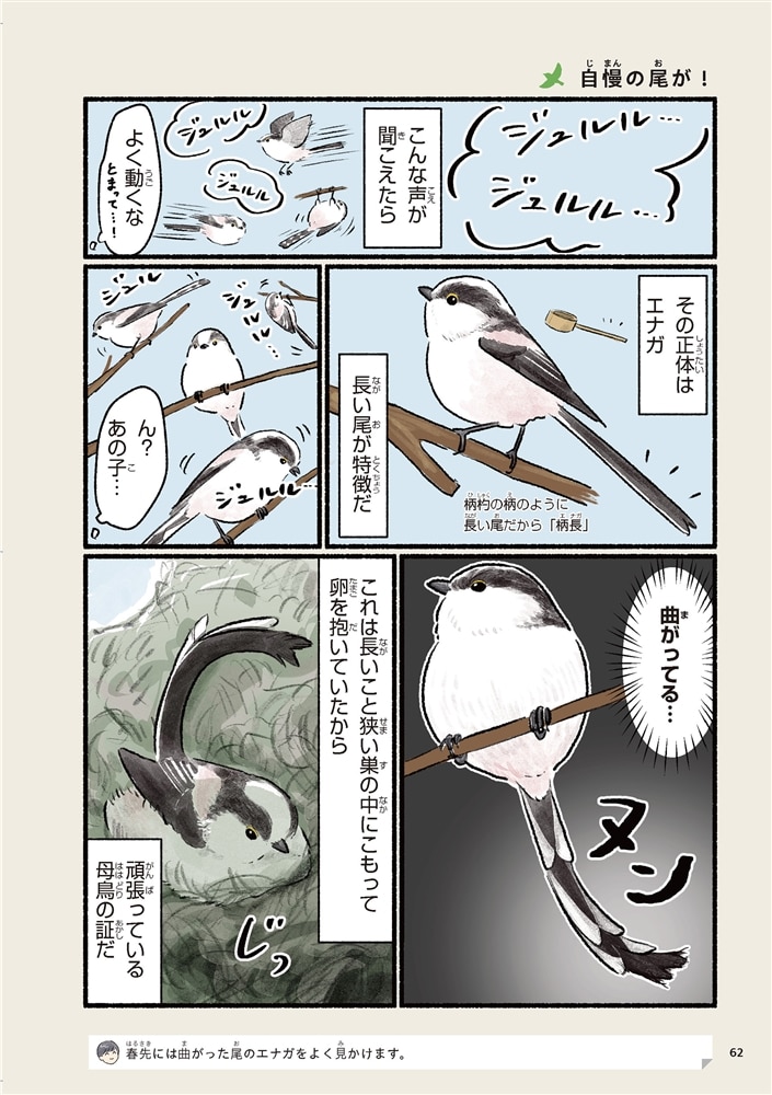 まだまだ！意外と知らない鳥の生活