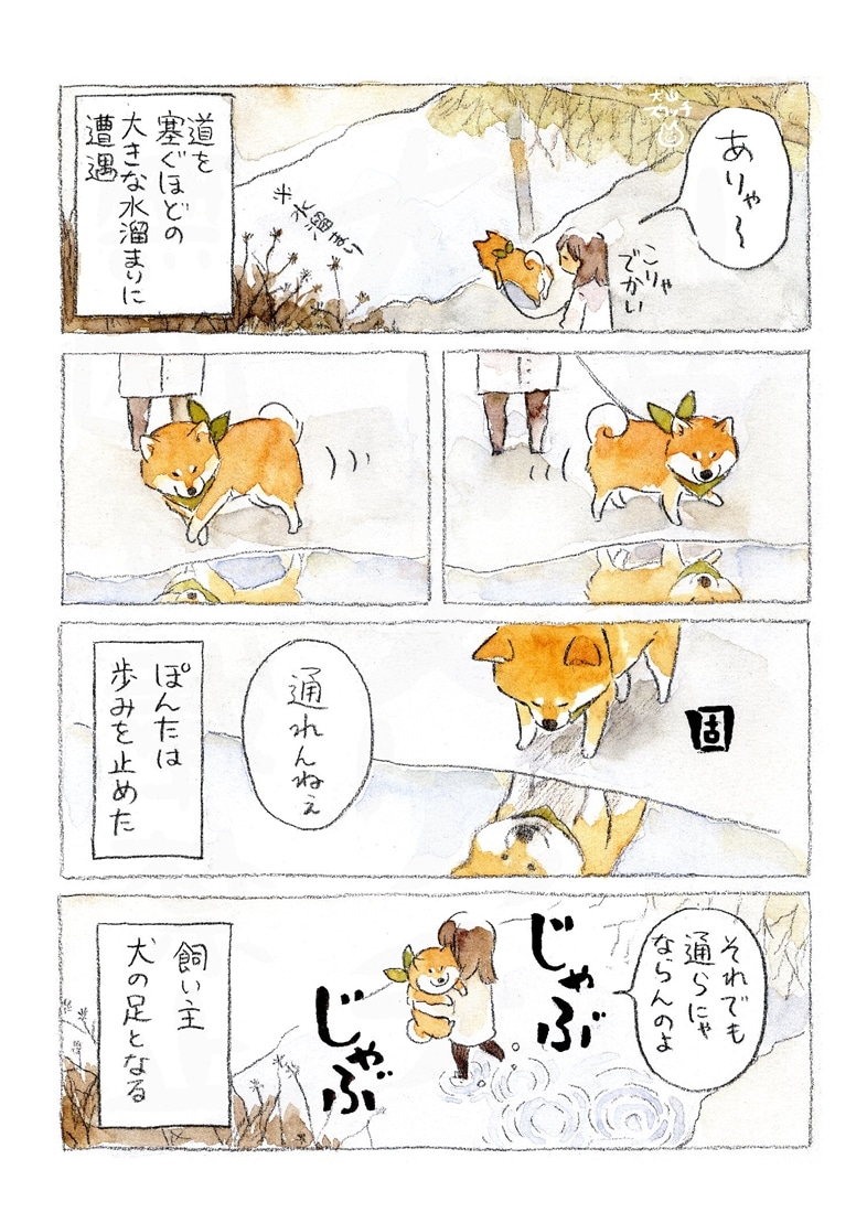 柴犬ぽんちゃん、今日もわが道を行く２