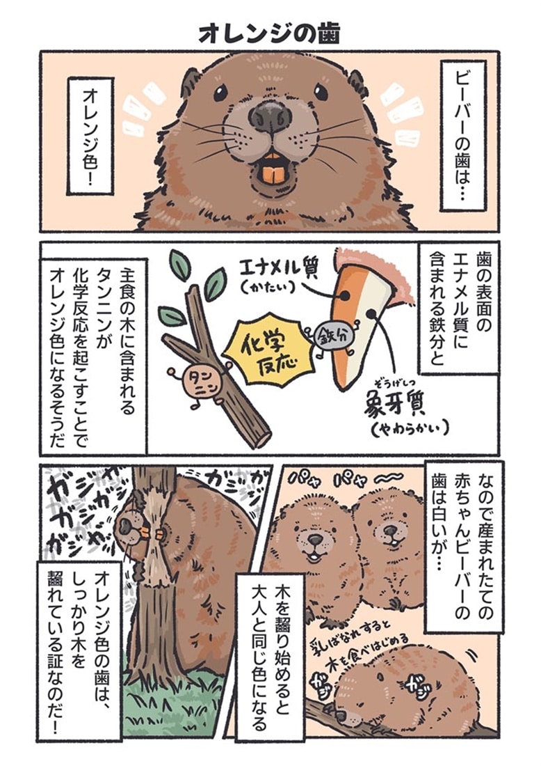飼育員が教える！ 動物園が100倍楽しくなるどうぶつ図鑑