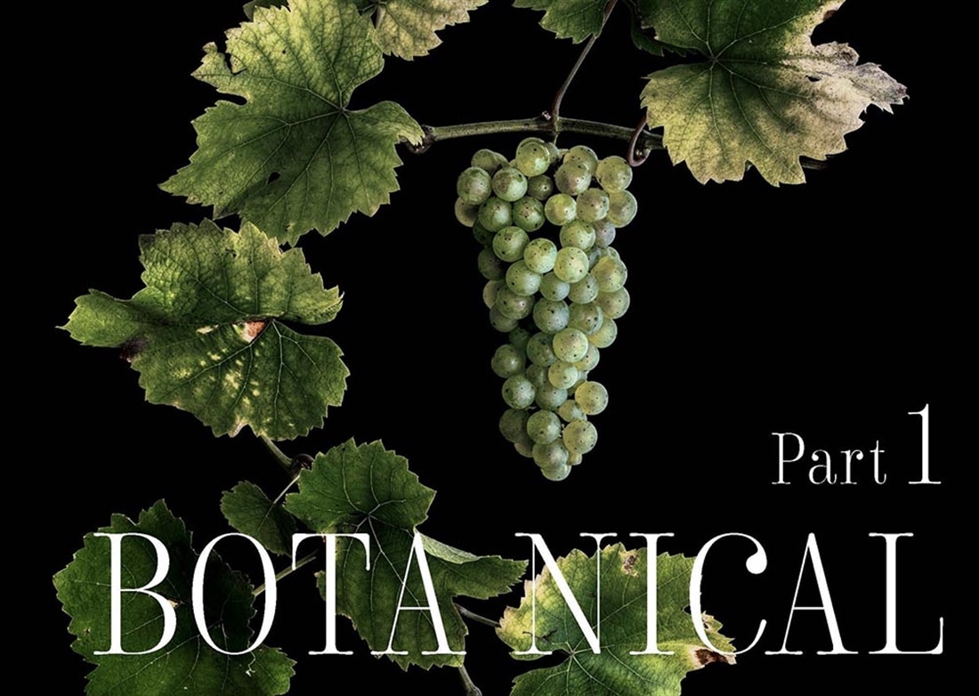 日本の美しき果実たち Fruits & Botanica