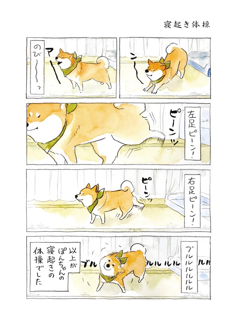 柴犬ぽんちゃん、今日もわが道を行く３