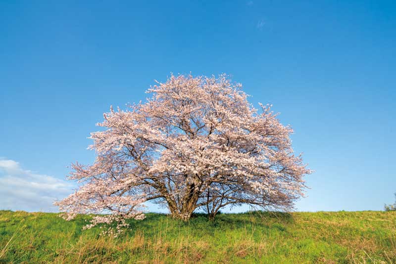 関西から行く！奇跡の絶景桜 関西ウォーカー特別編集 ウォーカームック