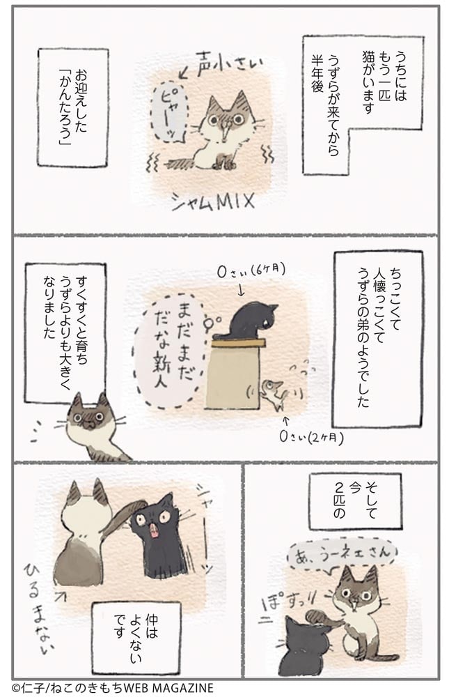 ねこ連れ草 うずらとかんたろう徒然ニャッ記