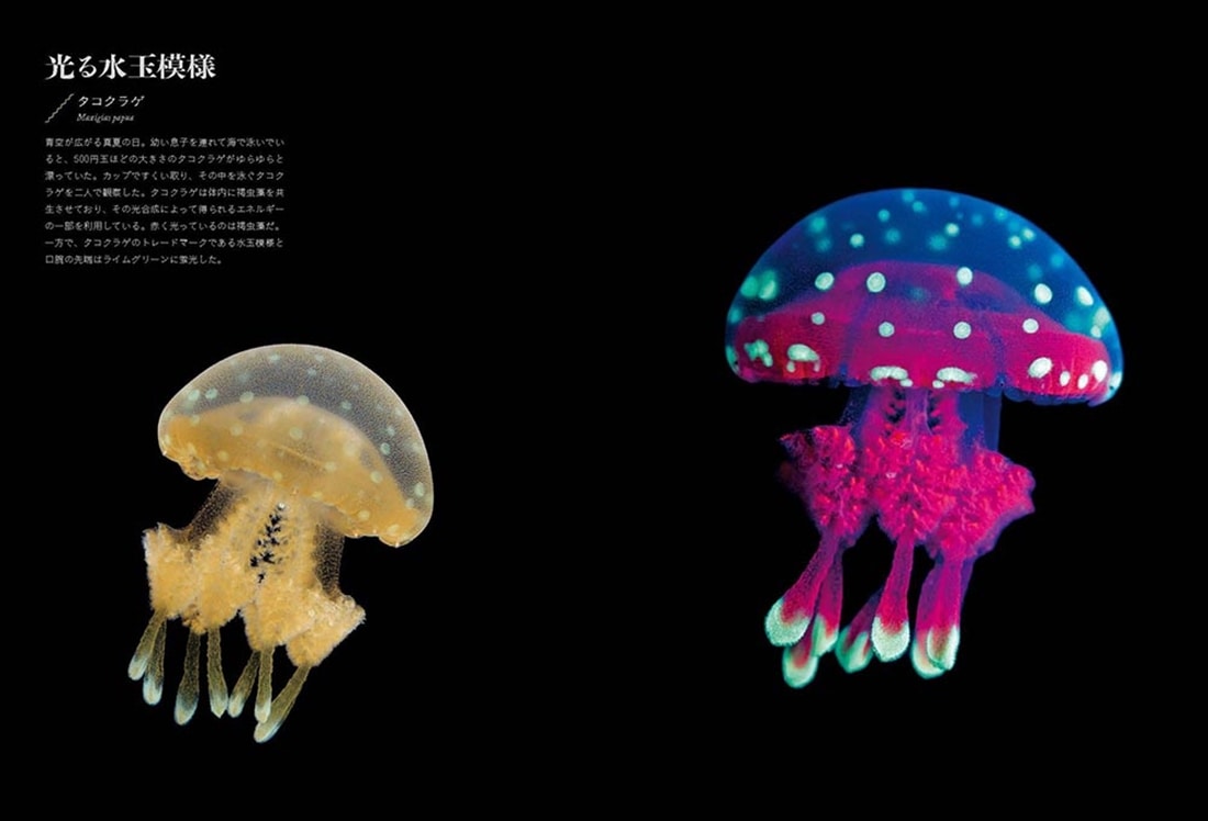 光と闇の生き物図鑑 ブラックライトで光る美しい生命たち