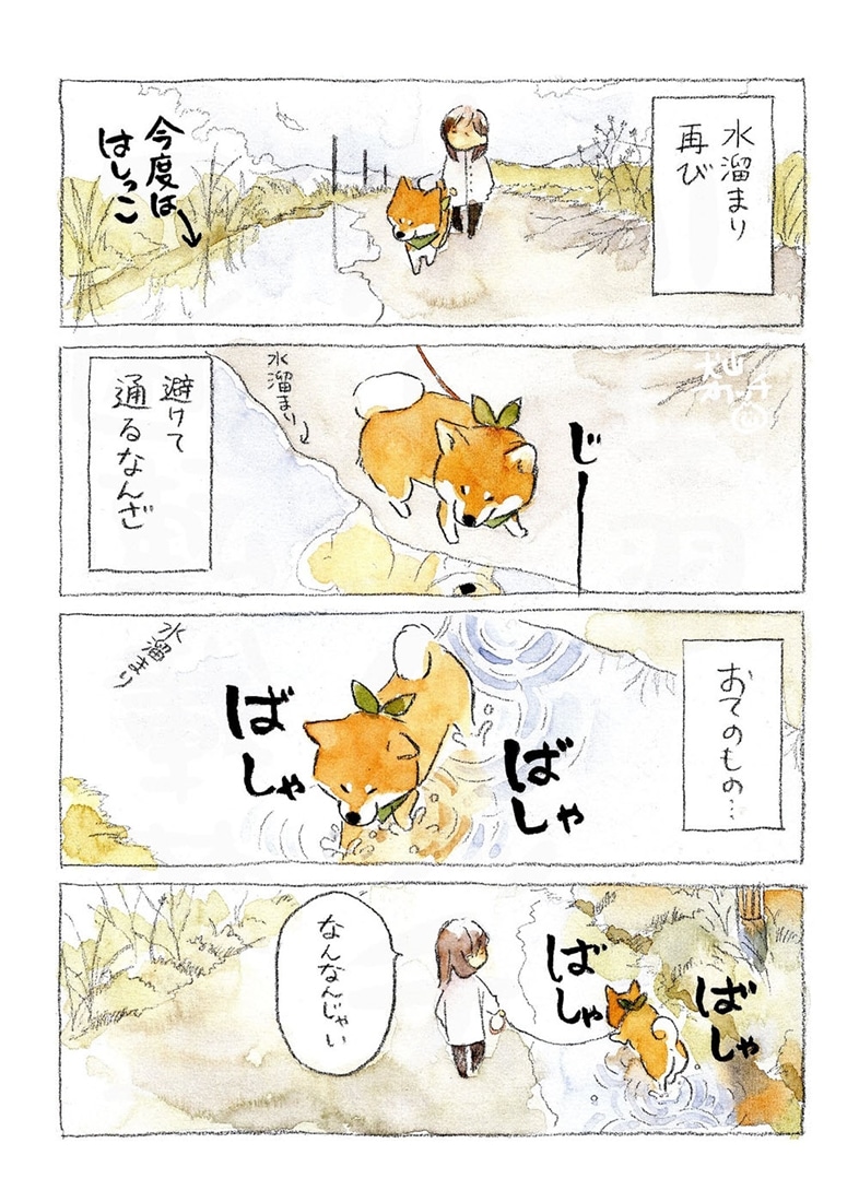 柴犬ぽんちゃん、今日もわが道を行く２