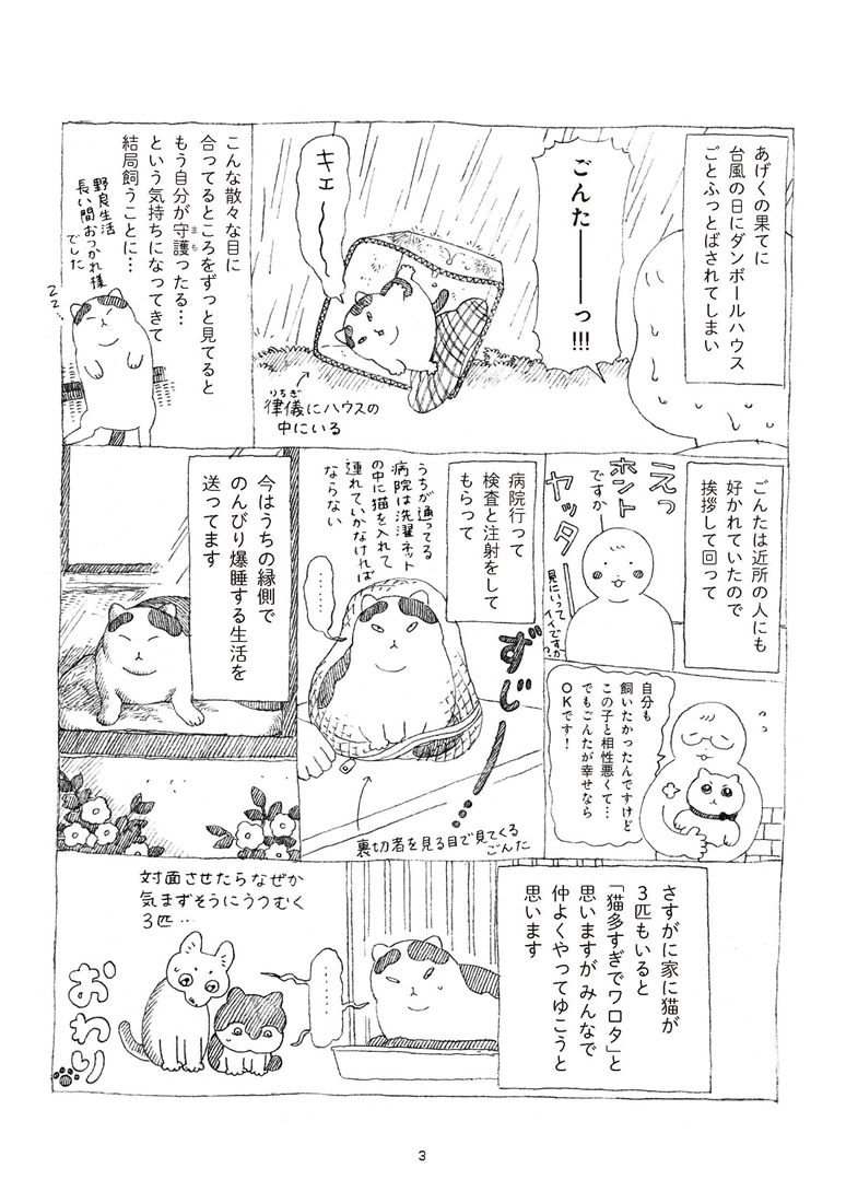 野良猫ごんた、家猫になる