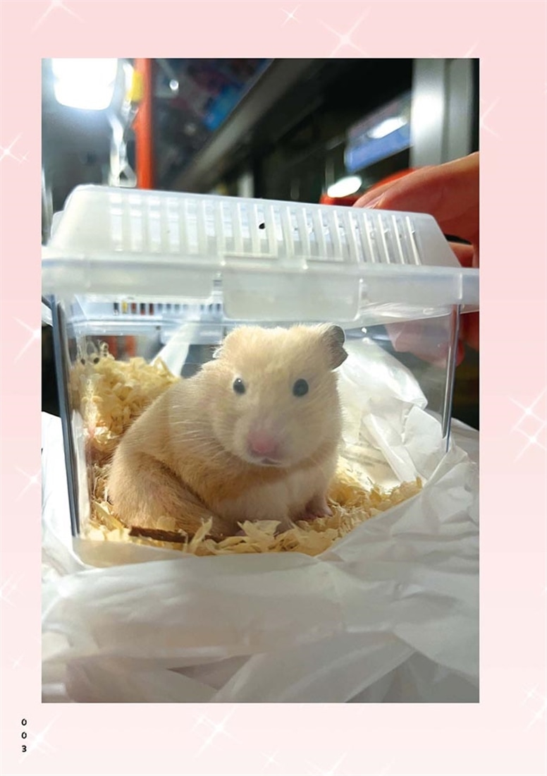 飼い主大嫌い系ハムスター とんとんの本音