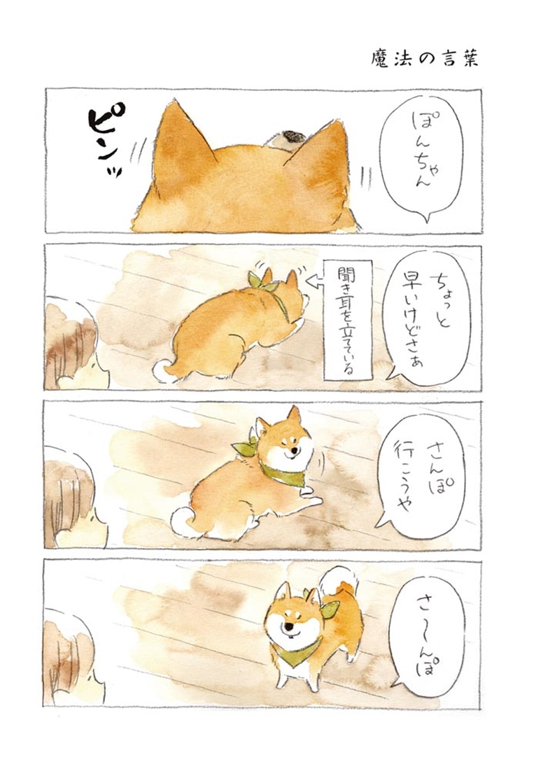 柴犬ぽんちゃん、今日もわが道を行く３