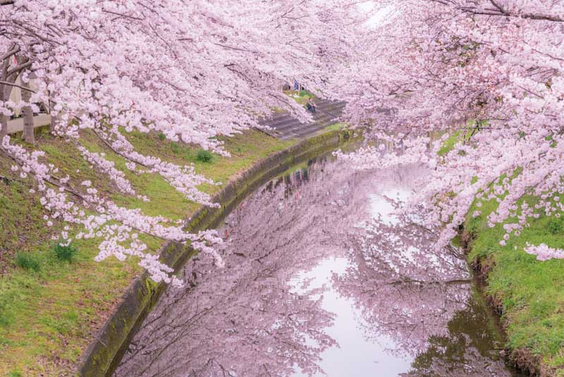 関西から行く！奇跡の絶景桜 関西ウォーカー特別編集 ウォーカームック