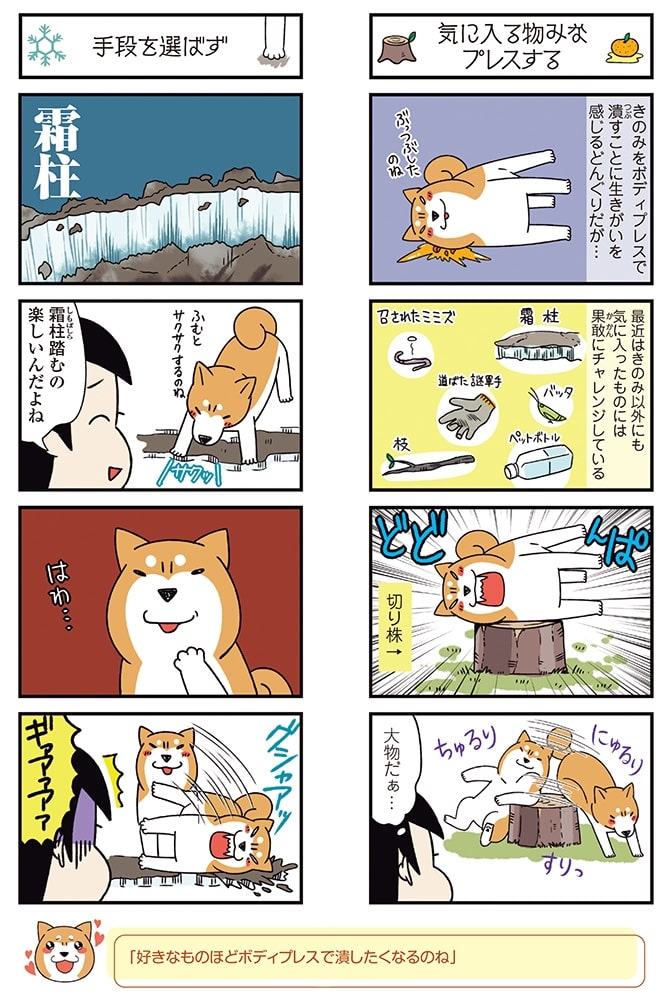 ドヤ顔柴犬どんぐり２