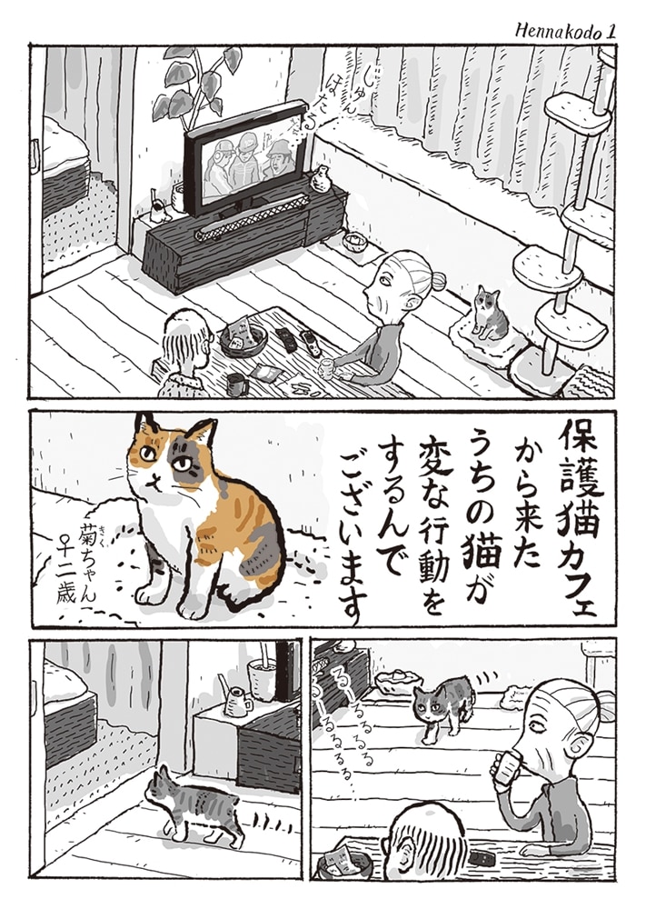 猫の菊ちゃん