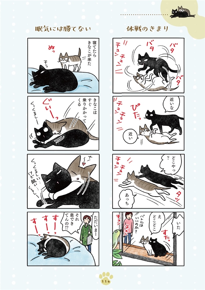 黒猫ナノとキジシロ猫きなこ