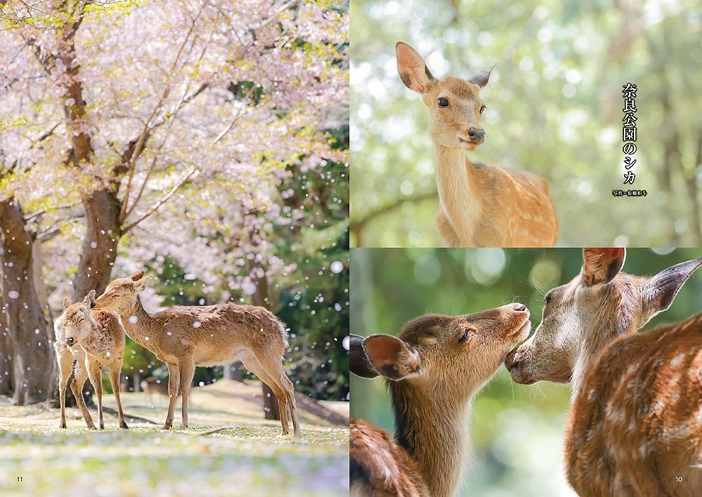 奈良公園の案内書 ～極（きわみ）～