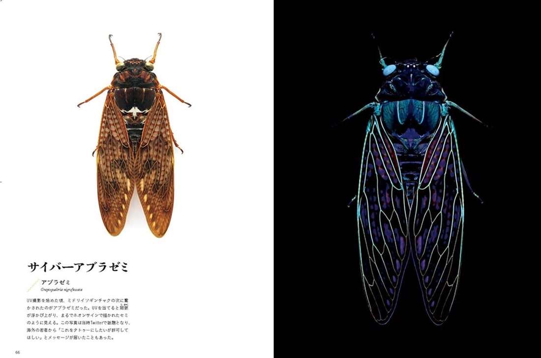 光と闇の生き物図鑑 ブラックライトで光る美しい生命たち