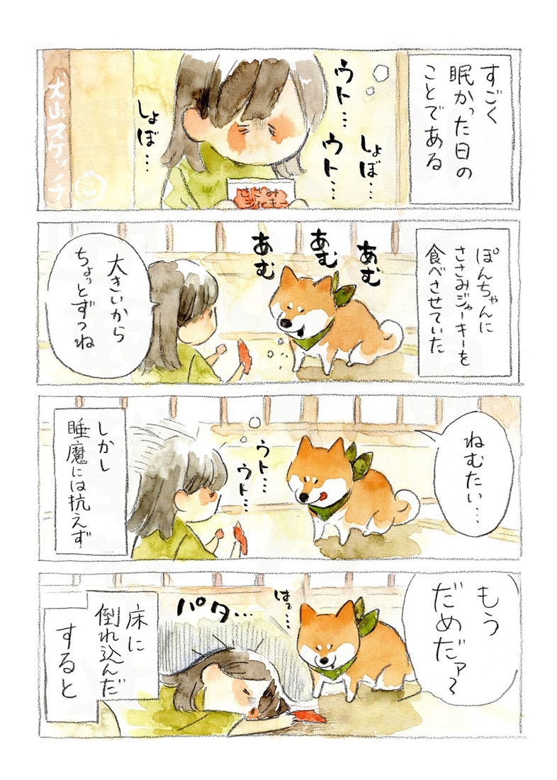 柴犬ぽんちゃん、今日もわが道を行く２