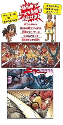 どっちが強い!? ヤシガニvsニワトリ 超高速きりさきバトル: 本