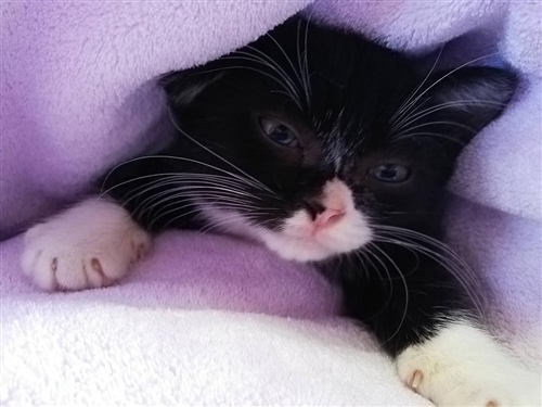 もんたの日常: 本・コミック・雑誌 | カドスト | KADOKAWA公式