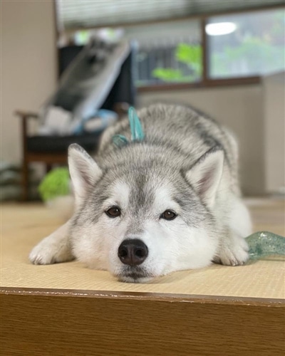 まるで親子のような犬と猫 今日も仲良し！　ユキちゃん レンちゃん サンちゃん