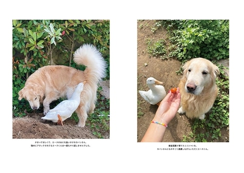 エースくんとヨバンさん 犬とアヒルの友情物語