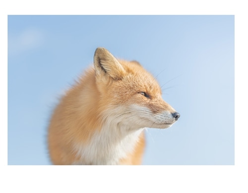 Look at me! 動物たちと目が合う1/1000秒の世界