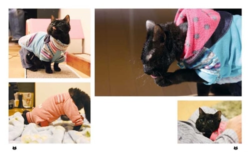 それでも人を信じた猫 黒猫みつきの180日: 本・コミック・雑誌