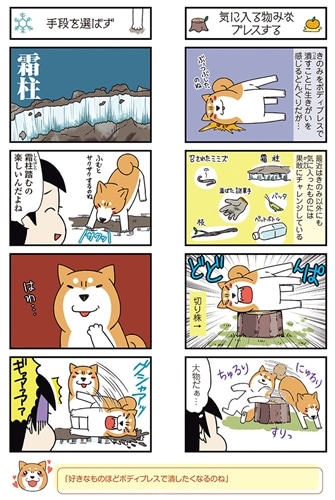 ドヤ顔柴犬どんぐり２