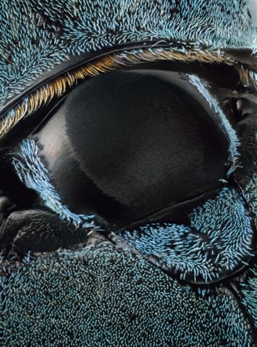 神秘の標本箱 ‐昆虫‐: 本・コミック・雑誌 | カドスト | KADOKAWA公式