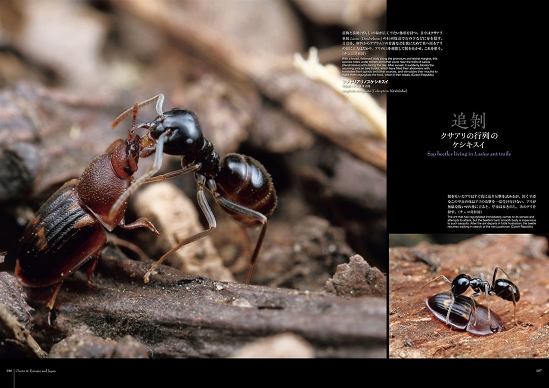 蟻客 アリと共に生きる虫たち: 本・コミック・雑誌 | カドスト